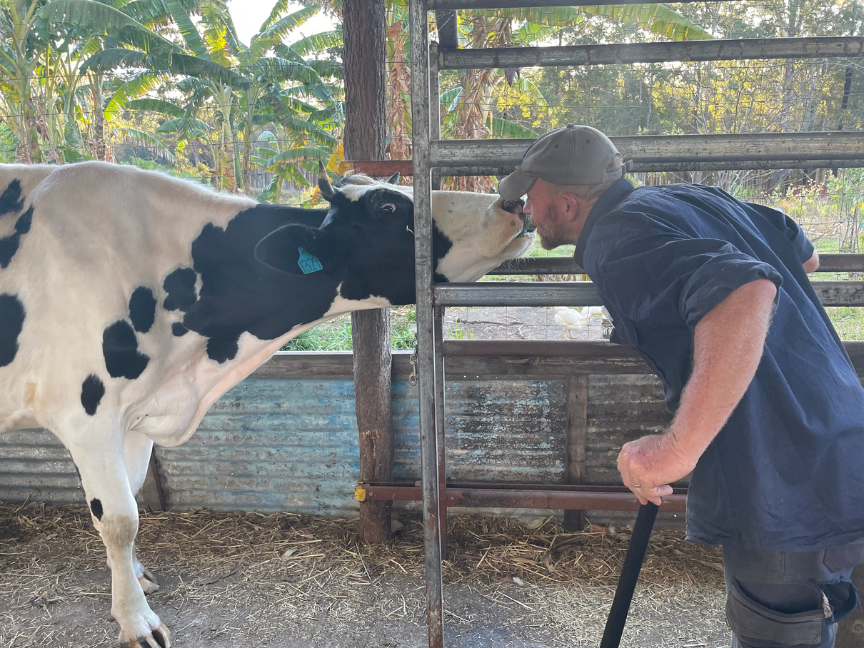 Shannon getting beautiful cow kisses from "Cookie" the Fresian Housecow
