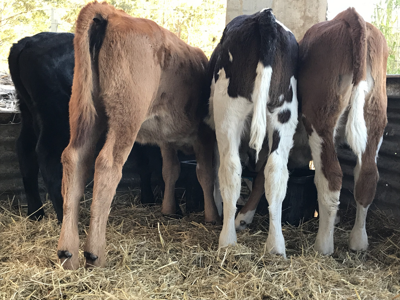 Calves at feeding time at the trough