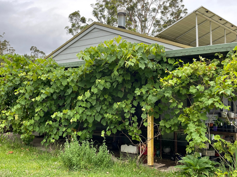 Grape vines climbing up verandah to provide summer shade to the house 
