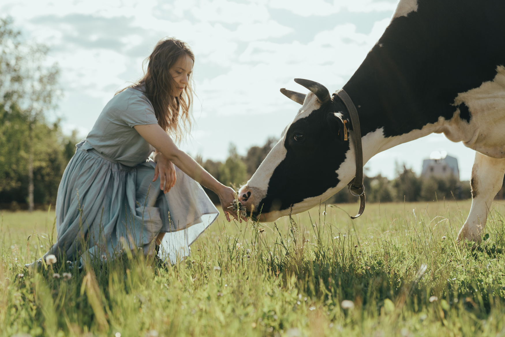 Girl in paddock patting fresian cow