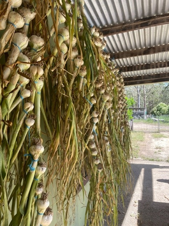 Garlic harvest hanging up to dry