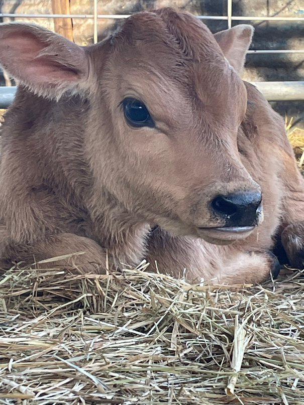"Sweet Pea" week old jersey calf, beautiful bug eyes"