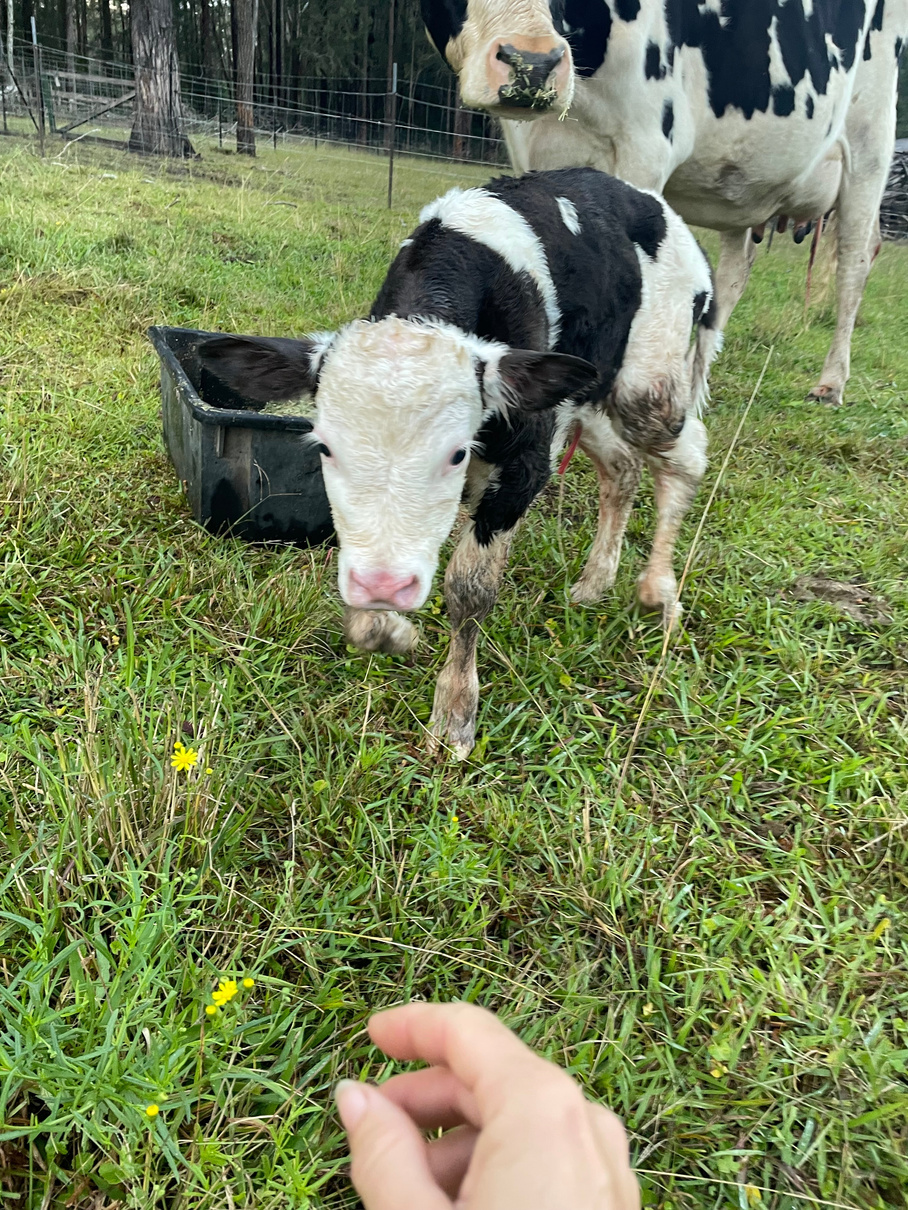 Ivanof the calf with his mumma 
'Cookie"